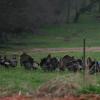 2010 Turkey Season