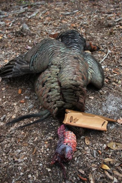 Osceola with a Watkins one sider 