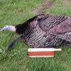 2017 Turkey Season