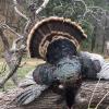 2017 Turkey Season